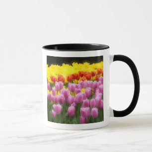 WA, Skagit Valley, Roozengaarde Tulip Garden, 2 Tasse