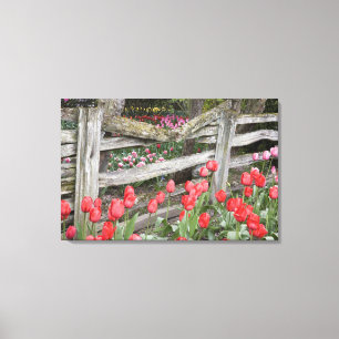 WA, Skagit Valley, Roozengaarde Tulip Garden, Leinwanddruck
