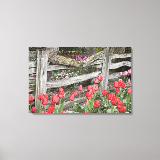 WA, Skagit Valley, Roozengaarde Tulip Garden, Leinwanddruck (Vorderseite)