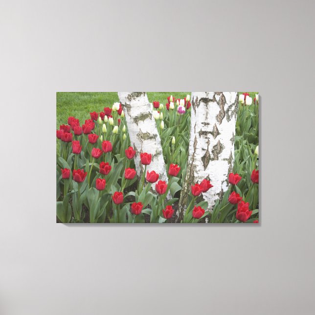 WA, Skagit Valley, Roozengaarde Tulip Garden Leinwanddruck (Vorderseite)