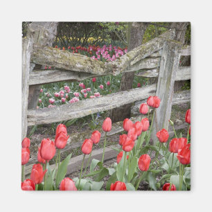 WA, Skagit Valley, Roozengaarde Tulip Garden, Magnet