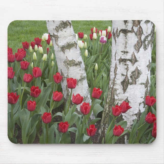 WA, Skagit Valley, Roozengaarde Tulip Garden Mousepad (Vorne)