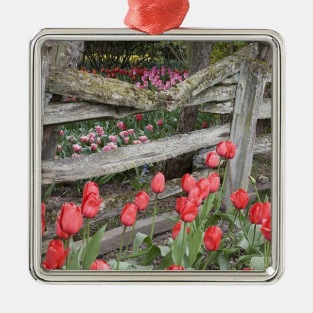 WA, Skagit Valley, Roozengaarde Tulip Garden, Silbernes Ornament (Vorne)
