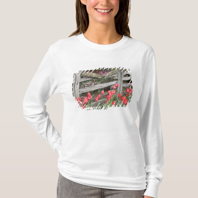 WA, Skagit Valley, Roozengaarde Tulip Garden, T-Shirt (Vorderseite)