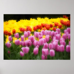 WA, Skagit Valley, Roozengaarde Tulipengarten, 2 Poster