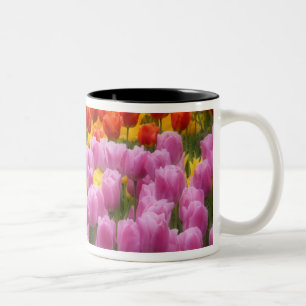 WA, Skagit Valley, Roozengaarde Tulipengarten, 2 Zweifarbige Tasse