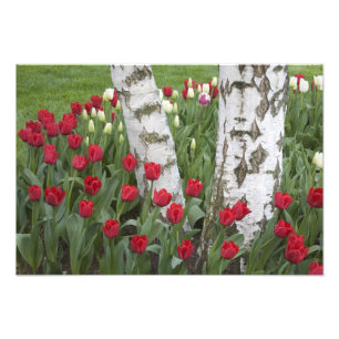 WA, Skagit Valley, Roozengaarde Tulipgarten Fotodruck