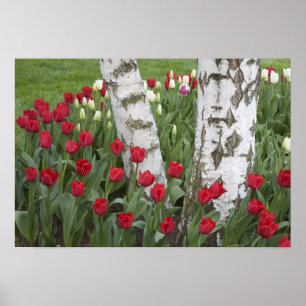 WA, Skagit Valley, Roozengaarde Tulipgarten Poster