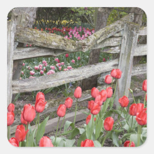 WA, Skagit Valley, Roozengaarde Tulipgarten, Quadratischer Aufkleber