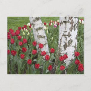 WA, Skagit Valley, Roozengaarde-Tulpen-Garten Postkarte
