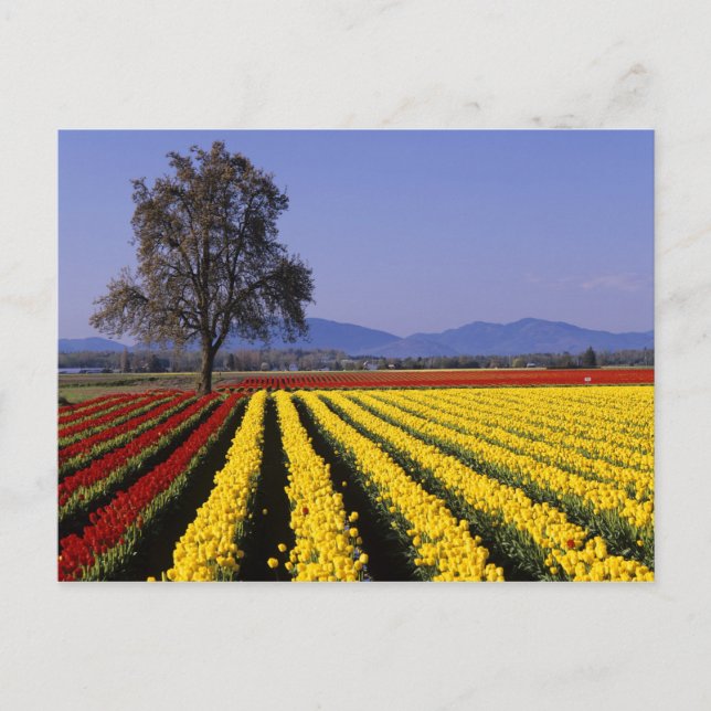 WA, Skagit Valley, Skagit Valley Tulip 2 Postkarte (Vorderseite)
