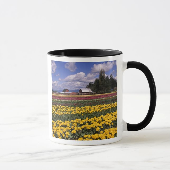 WA, Skagit Valley, Skagit Valley Tulip Tasse (Rechts)