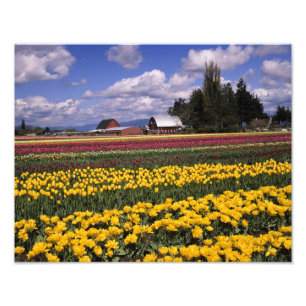 WA, Skagit Valley, Skagit Valley Tulpe Fotodruck