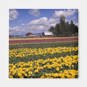 WA, Skagit Valley, Skagit Valley Tulpe Magnet