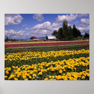 WA, Skagit Valley, Skagit Valley Tulpe Poster