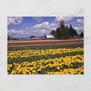 WA, Skagit Valley, Skagit Valley Tulpe Postkarte