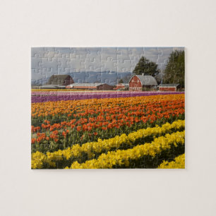 WA, Skagit Valley, Tulip Felder in Blüte, at