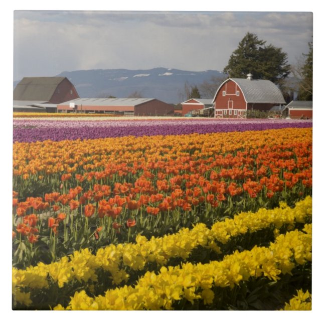 WA, Skagit Valley, Tulip Felder in Blüte, at Fliese (Vorderseite)