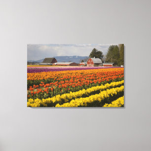WA, Skagit Valley, Tulip Felder in Blüte, at Leinwanddruck