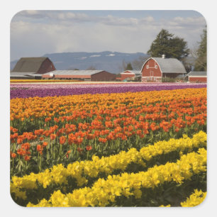 WA, Skagit Valley, Tulip Felder in Blüte, at Quadratischer Aufkleber