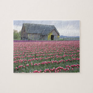 WA, Skagit Valley, Tulip Field und Barn