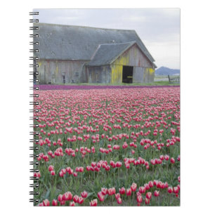WA, Skagit Valley, Tulpenfeld und Scheune Notizblock