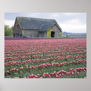 WA, Skagit Valley, Tulpenfeld und Scheune Poster