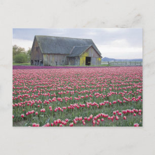 WA, Skagit Valley, Tulpenfeld und Scheune Postkarte