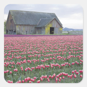 WA, Skagit Valley, Tulpenfeld und Scheune Quadratischer Aufkleber