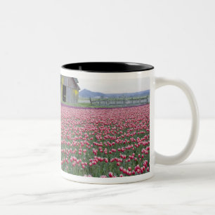 WA, Skagit Valley, Tulpenfeld und Scheune Zweifarbige Tasse