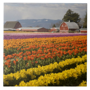 WA, Skagit Valley, Tulpenfelder in Blüte, bei Fliese