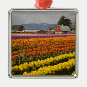 WA, Skagit Valley, Tulpenfelder in Blüte, bei Ornament Aus Metall