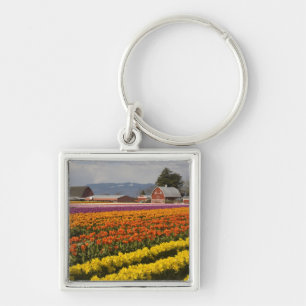 WA, Skagit Valley, Tulpenfelder in Blüte, bei Schlüsselanhänger