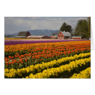 WA, vallée de Skagit, champs de tulipes en fleurs,