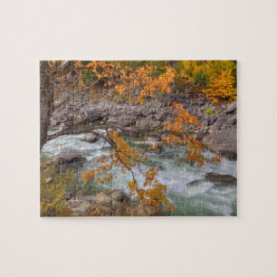 WA, Wenatchee National Forest, Ahorn und