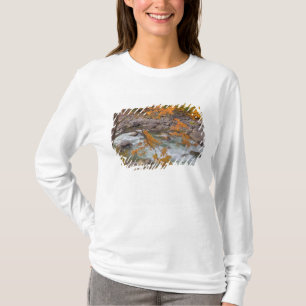WA, Wenatchee National Forest, Ahornbaum und T-Shirt