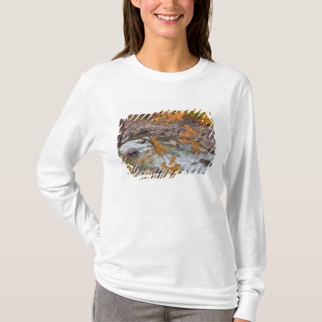 WA, Wenatchee National Forest, Ahornbaum und T-Shirt (Vorderseite)
