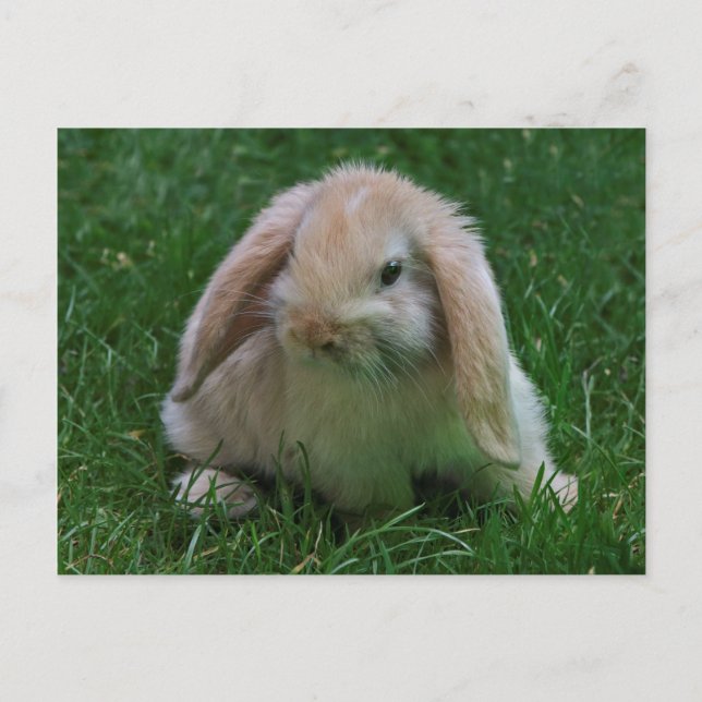 Wabbit Postkarte (Vorderseite)