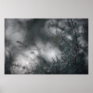 Wacholder-Dunkle-Stimmungsvolle-Blumen-Natur-Foto Poster