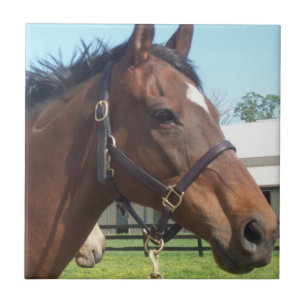 Wachsame arabische Pferdefliese Fliese