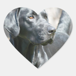 Wachsame schwarze Labrador-Aufkleber Herz-Aufkleber