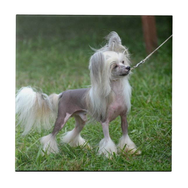 Wachsamer chinesischer Hund mit Haube Fliese (Vorderseite)