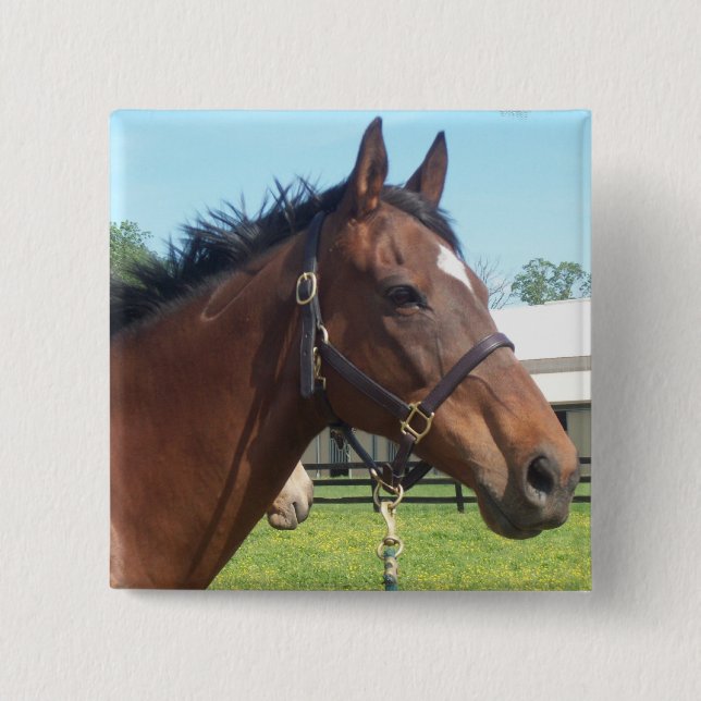 Wachsames arabisches PferdeButton Button (Vorderseite)