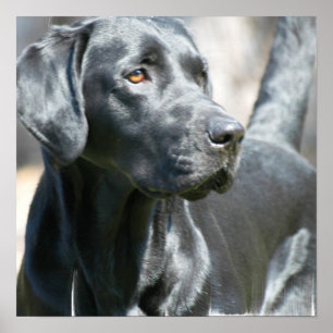 Wachsames schwarzes Labrador retriever-Hundeplakat Poster