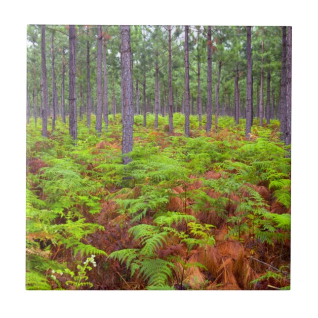 Wachsende Bracken (Pteridium Aquilinum) Fliese (Vorderseite)