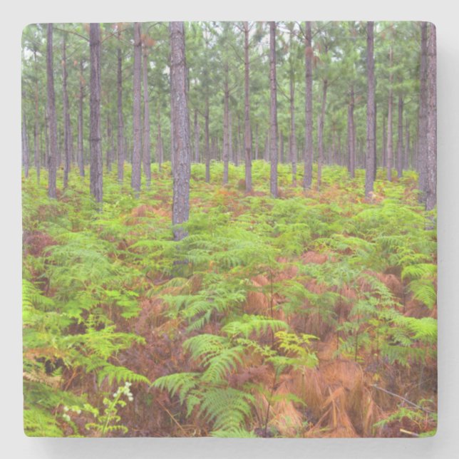 Wachsende Bracken (Pteridium Aquilinum) Steinuntersetzer (Vorderseite)