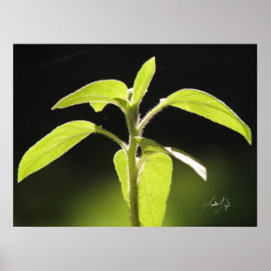 Wachstum Poster