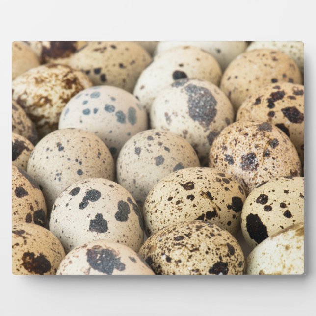 Wachteier Fotoplatte (Vorderseite)