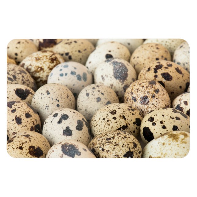 Wachteier Magnet (Horizontal)