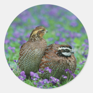 Wachtel-Fotografie Runder Aufkleber